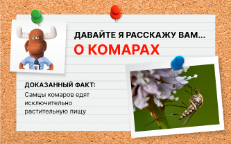Без крови, комар проживет не более двух суток Без крови, комар проживет не более двух суток
