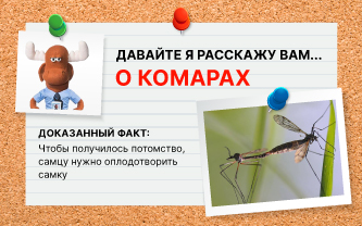 Как размножается комар? Как размножается комар?